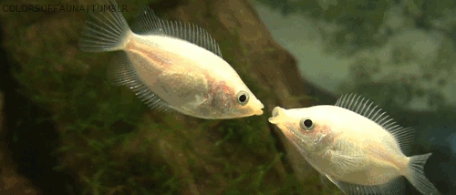 004-funny-animal-gifs-fish-kissing